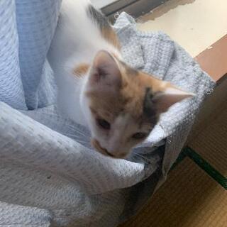 三毛猫メス2匹とトラネコオスです冬までには何とかお願いします