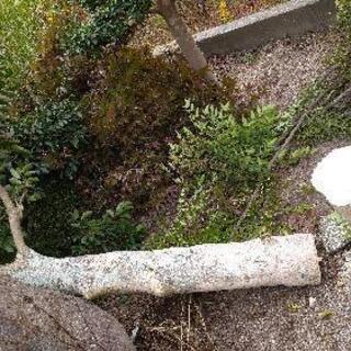 🎯木材と枯れ木🌳DIYやキャンプの薪にどうぞ🏕の画像
