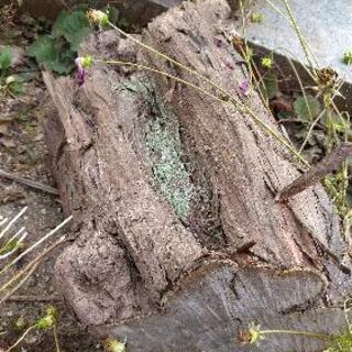 🎯木材と枯れ木🌳DIYやキャンプの薪にどうぞ🏕の画像