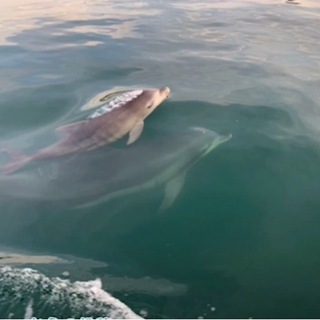 SUPにのってルカちゃん🐬に会いに行こう🏄‍♀️の画像