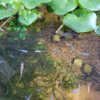 MIXメダカ、めだかの画像