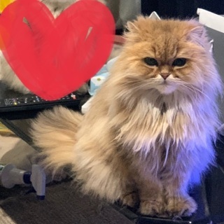 チンチラ 猫、雄4才