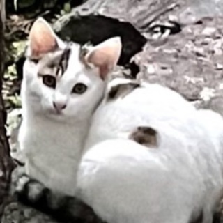 夏に生まれた可愛い子猫