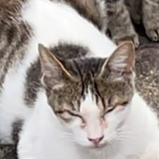 温和で優しい猫です！