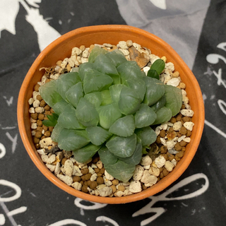 ① ✳︎ 多肉植物 ✳︎ ハオルチア ✳︎ トルンカータ ✳︎