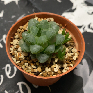 ② ✳︎ 多肉植物 ✳︎ ハオルチア ✳︎ トルンカータ ✳︎