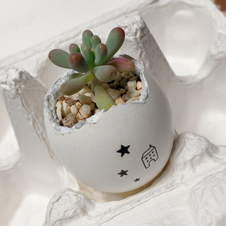✳︎ 多肉植物 鉢 ハンドメイド 寄せ植え ✳︎の画像
