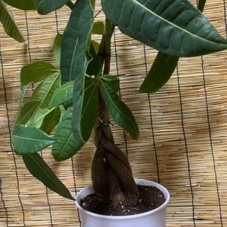 パキラ　観葉植物の画像