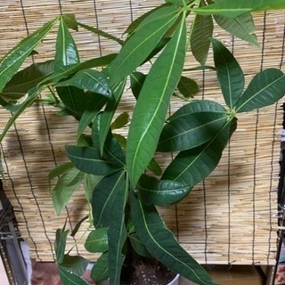 パキラ　観葉植物の画像