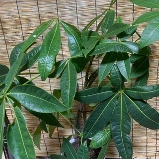 パキラ　観葉植物
