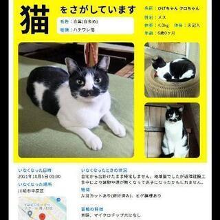迷子猫を探しています！