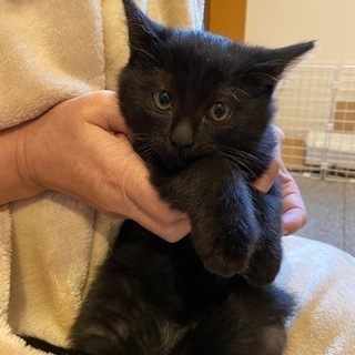黒子猫　生後2か月　オス