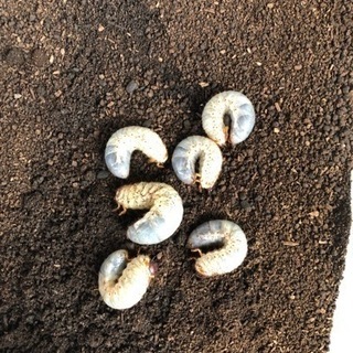 お問い合わせ中　国産カブトムシ幼虫