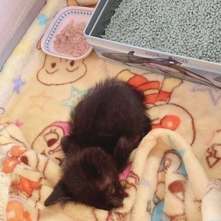 生後1ヶ月 黒猫の子猫ちゃん 