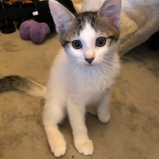 大変ありがとうございました。 - 猫