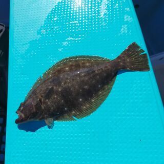 釣り仲間募集 − 東京都