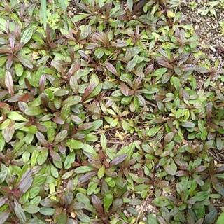 アジュガ （抜き苗）の画像