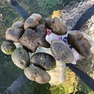 [自家栽培]無農薬　宇宙芋　珍しい芋