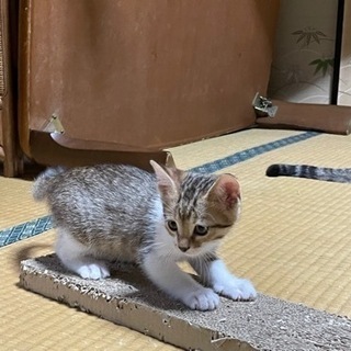 元気な子の里親になってくれる方を募集します。 − 千葉県
