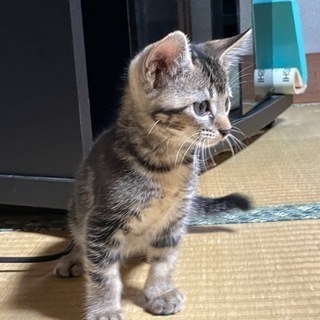 元気な子の里親になってくれる方を募集します。 - 里親募集