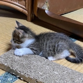 元気な子の里親になってくれる方を募集します。 - 猫