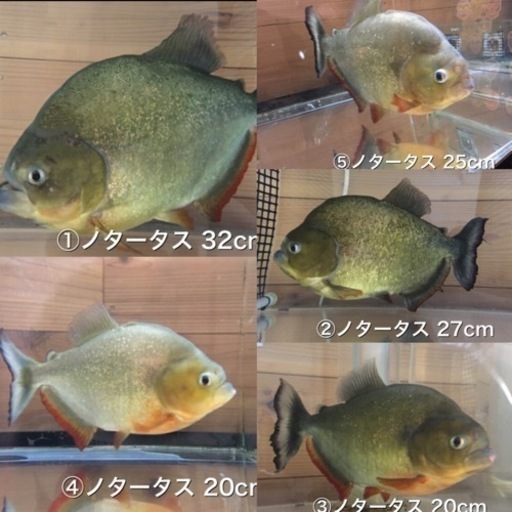 ピラニア　ノタータス　5匹まとめて【値段交渉可】