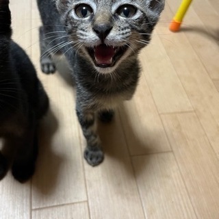 キジトラくん他3匹
