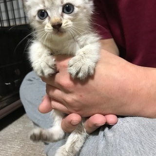 小さい子猫2匹※無事里親様が決まりました