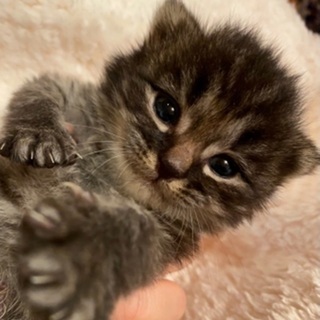 保護猫 生後2週間 性別不明
