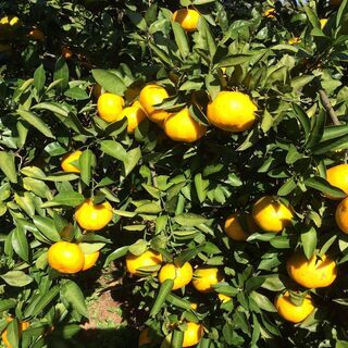 10月19日（火曜）収穫予定の極早生ミカン５ｋｇの画像