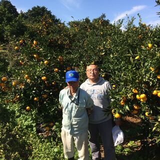 10月19日（火曜）収穫予定の極早生ミカン５ｋｇの画像