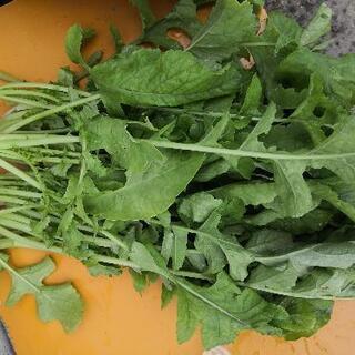 土日限定　朝どり野菜　小松菜　パクチー
