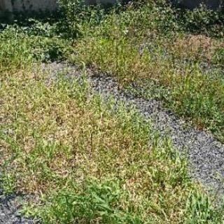 【草むしり】【除草作業】【伐採・伐根】お庭のお手入れお任せください！