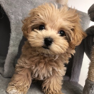 MIX犬男の子里親募集中