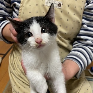 保護しました🐱白黒2匹トラ1匹　生後約4ヶ月です