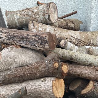 樫、クヌギ、イヌマキ、キャンプ等にいかがでしょうかの画像