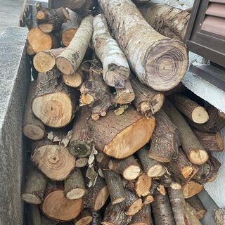 樫、クヌギ、イヌマキ、キャンプ等にいかがでしょうかの画像