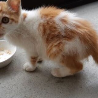 人懐こすぎる拾い猫　