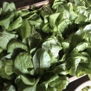 福井に移住してきてはじめての野菜収穫🥕採れた野菜でクリームシチューパーティしませんか？ - 吉田郡