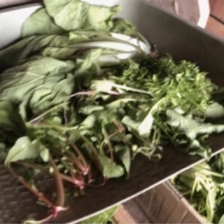 福井に移住してきてはじめての野菜収穫🥕採れた野菜でクリームシチューパーティしませんか？ - 友達