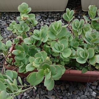 (※多肉植物)金のなる木、マザーリーフ、胡蝶の舞等を差し上げます