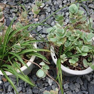 (※多肉植物)金のなる木、マザーリーフ、胡蝶の舞等を差し上げますの画像