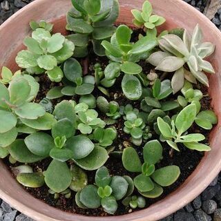 (※多肉植物)金のなる木、マザーリーフ、胡蝶の舞等を差し上げますの画像