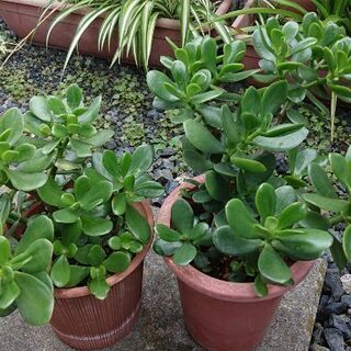 (※多肉植物)金のなる木、マザーリーフ、胡蝶の舞等を差し上げますの画像