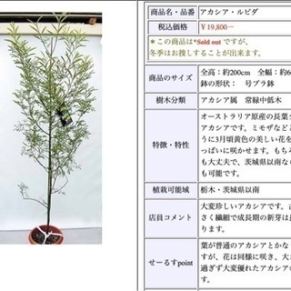 オーストラリア 庭木 アカシア・フロリブンダ