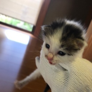 （推定）生後2週間
