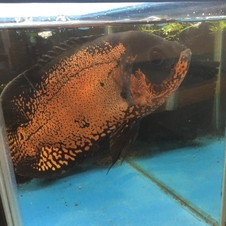タイガーオスカーをお迎え。古代魚水槽に新しい仲間が入りました