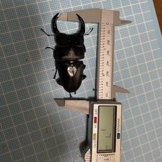 オオクワガタ成虫ペア　能勢YG血統　①