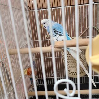 二才セキセイインコ