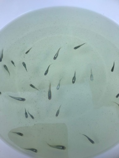 今年生まれのサイズ色々サバの極み30匹セット